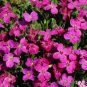 Rock  Creeping Thyme Flores Mixed 9 Colors 200 Seeds