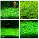 Aquarium Grass 2000 Seeds