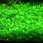 Aquarium Grass 2000 Seeds