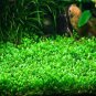 Aquarium Grass 2000 Seeds