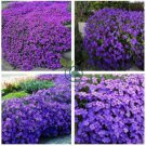 Rare Rock Cress Bonsai Evergreen Climbing Plant 400 Seeds