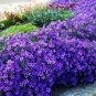 Rare Rock Cress Bonsai Evergreen Climbing Plant 400 Seeds