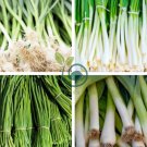Chinese Green Leek Vegetables 100 Seeds