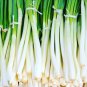 Chinese Green Leek Vegetables 100 Seeds