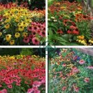 Mixed Yellow Red Rose Red Echinacea Coneflower 200 Seeds