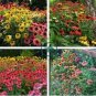 Mixed Yellow Red Rose Red Echinacea Coneflower 200 Seeds