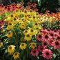 Mixed Yellow Red Rose Red Echinacea Coneflower 200 Seeds