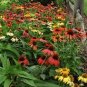 Mixed Yellow Red Rose Red Echinacea Coneflower 200 Seeds