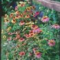 Mixed Yellow Red Rose Red Echinacea Coneflower 200 Seeds