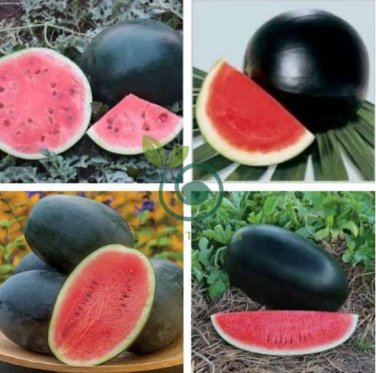 Hybrid Black Skin Oval Shape Watermelon 20 Seeds