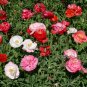 Poppy Shirley Double Mix 200 Seeds