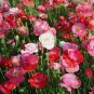 Poppy Shirley Double Mix 200 Seeds