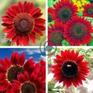 Middle-sized Red Fortune Sunflower Bonsai 30 seeds