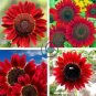 Middle-sized Red Fortune Sunflower Bonsai 30 seeds