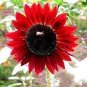 Middle-sized Red Fortune Sunflower Bonsai 30 seeds