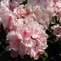 Rare Azalea Hardy Pink Rhododendron 100 Seeds