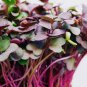 Heirloom Sango Purple Radish Sprouting Vegetable 300 Seeds