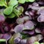 Heirloom Sango Purple Radish Sprouting Vegetable 300 Seeds