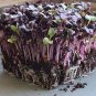 Heirloom Sango Purple Radish Sprouting Vegetable 300 Seeds