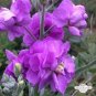 Matthiola Incana Mixed Hoary Stock 100 Seeds
