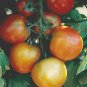 Tumbling Tomato Seeds 200  Seeds