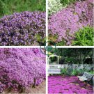 Creeping Thyme 200 Seeds