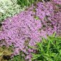Creeping Thyme 200 Seeds