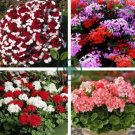 Geranium 'St Gerorge' 20 Seeds