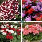 Geranium 'St Gerorge' 20 Seeds