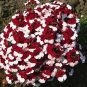 Geranium 'St Gerorge' 20 Seeds