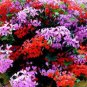 Geranium 'St Gerorge' 20 Seeds
