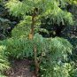'Grove' Dawn Redwood Bonsai Tree 100 Seeds