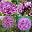 'Zixiaxianzi' Purple Peony 10 Seeds