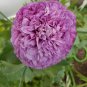 'Zixiaxianzi' Purple Peony 10 Seeds