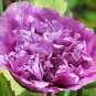 'Zixiaxianzi' Purple Peony 10 Seeds