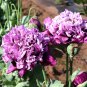 'Zixiaxianzi' Purple Peony 10 Seeds