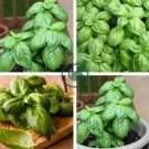 Genovese Basil 40 Seeds