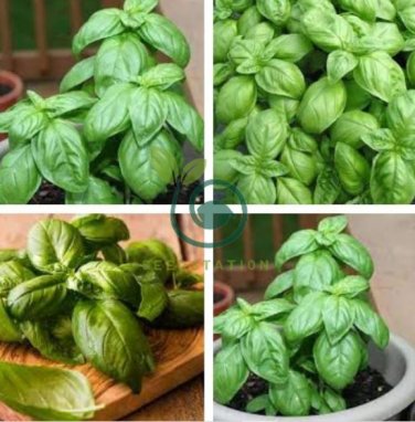 Genovese Basil 40 Seeds