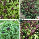Heirloom Thai Siam Queen Basil 40 Seeds
