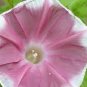 Morning Glory Chocolate Rare color Huge Flower 40 Seeds