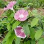 Morning Glory Chocolate Rare color Huge Flower 40 Seeds