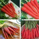Atomic Carrot 200 Seeds
