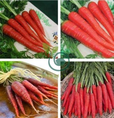 Atomic Carrot 200 Seeds