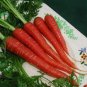 Atomic Carrot 200 Seeds