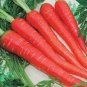 Atomic Carrot 200 Seeds