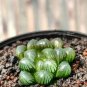 Haworthia var. pilifera Hybrid 10 Seeds