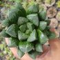Haworthia var. pilifera Hybrid 10 Seeds