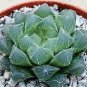 Haworthia var. pilifera Hybrid 10 Seeds