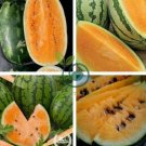 Watermelon Orange Rare Organic Fruit 40 Seeds