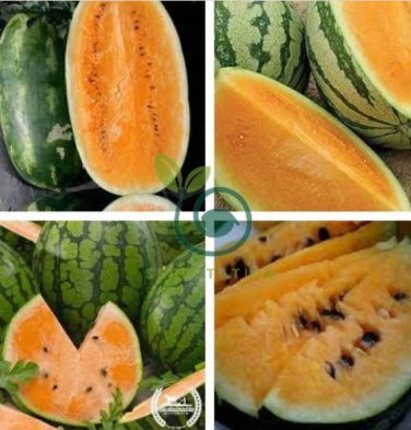 Watermelon Orange Rare Organic Fruit 40 Seeds